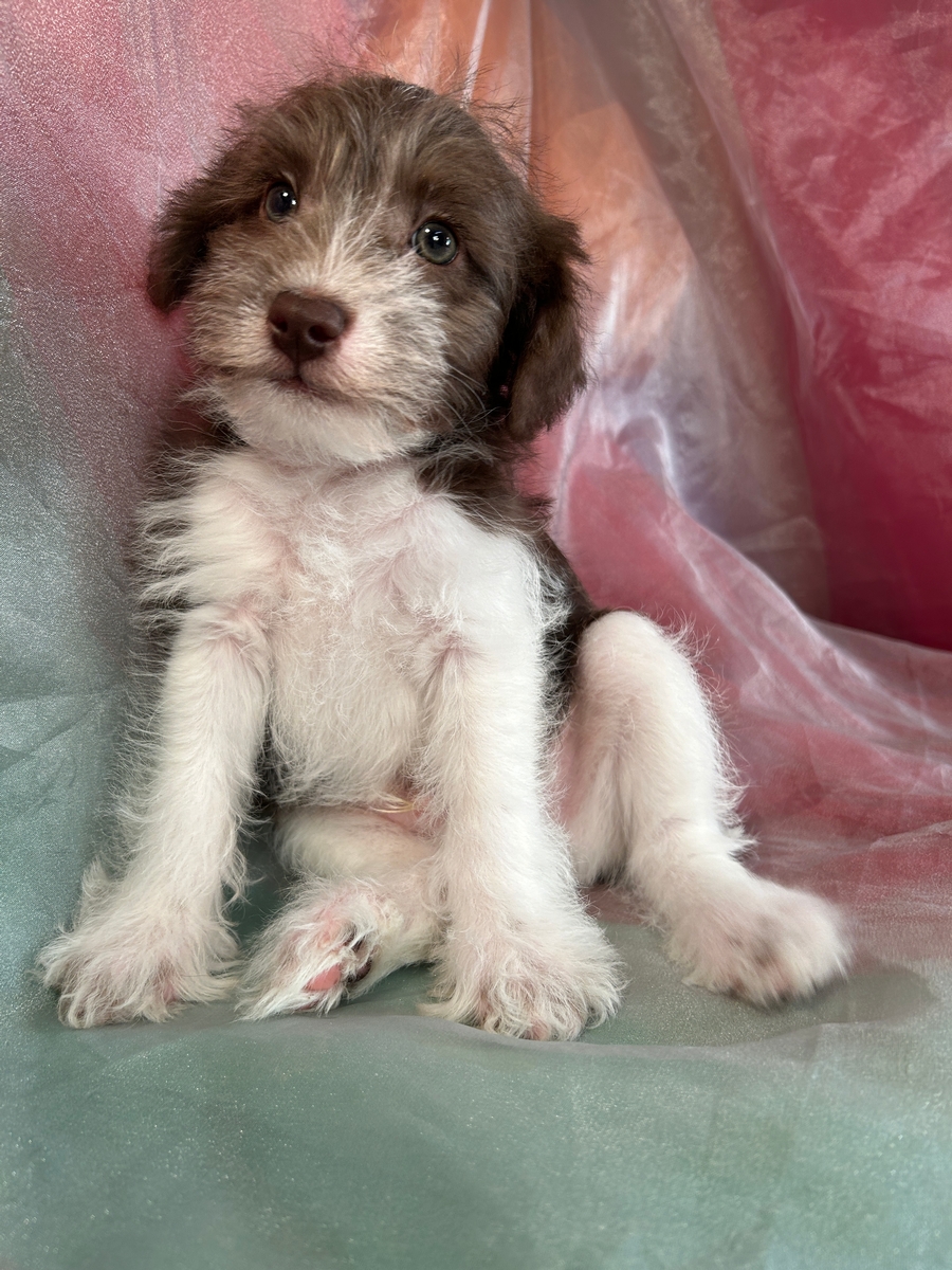 Green Eyes, F1 Male Schnoodle Pup for Sale DOB 12-1-2023 $1200